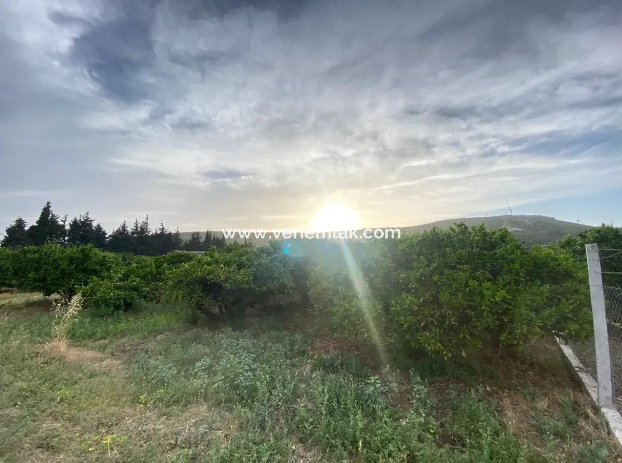 Tangerine Garden For Sale 2628M2 In Seferihisar Düzce Village