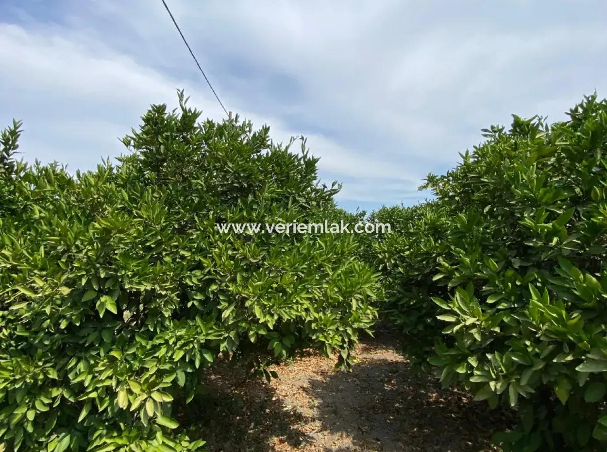 5291 M2, Tangerine Garden For Sale Suitable For Investment In Seferihisar Hidirlik Neighborhood
