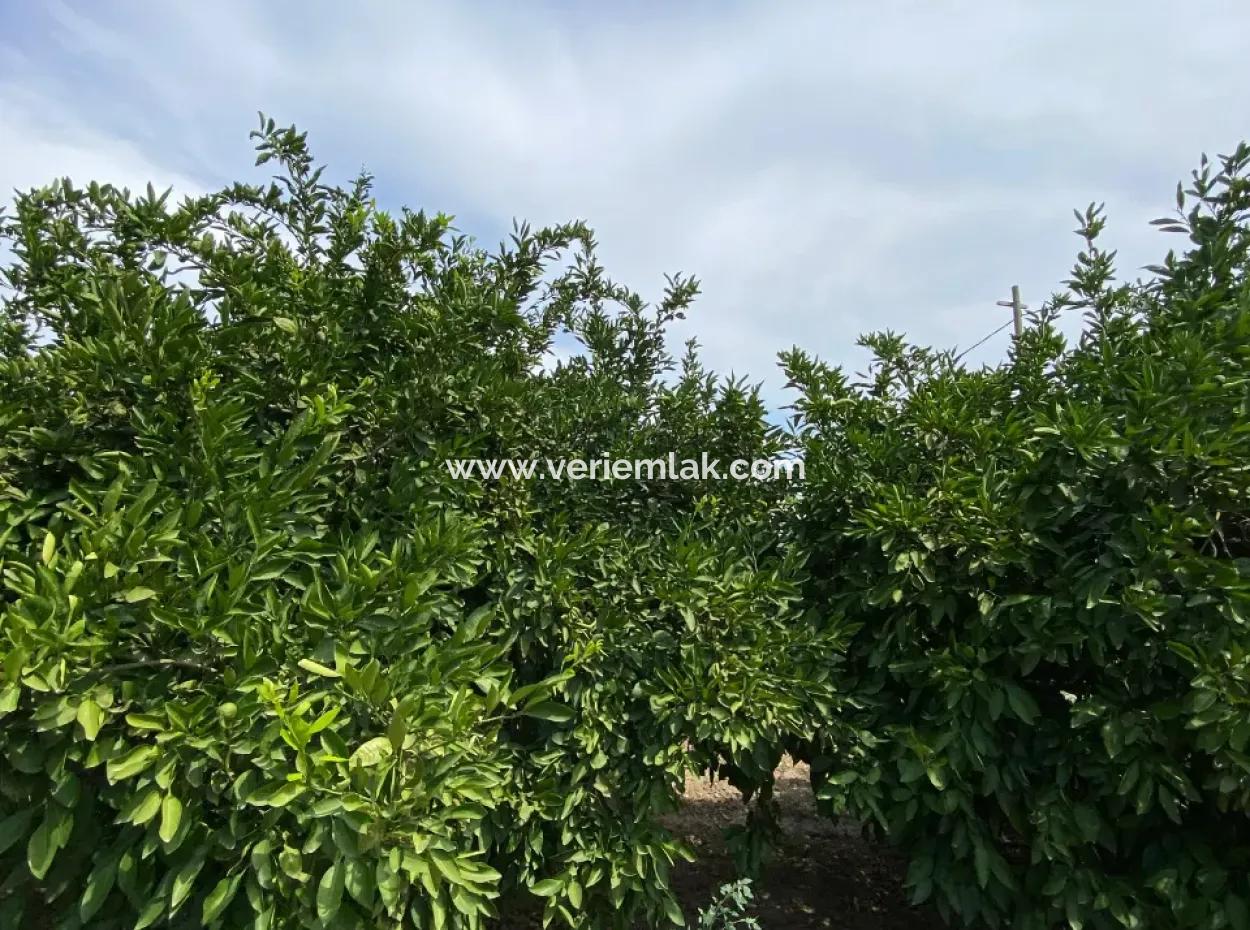 5291 M2, Tangerine Garden For Sale Suitable For Investment In Seferihisar Hidirlik Neighborhood