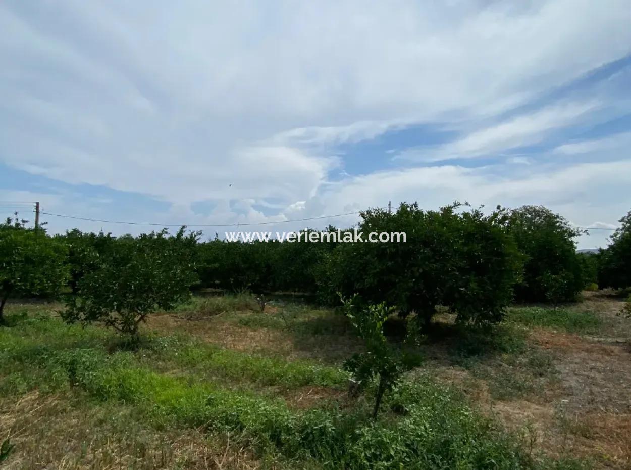 5291 M2, Tangerine Garden For Sale Suitable For Investment In Seferihisar Hidirlik Neighborhood