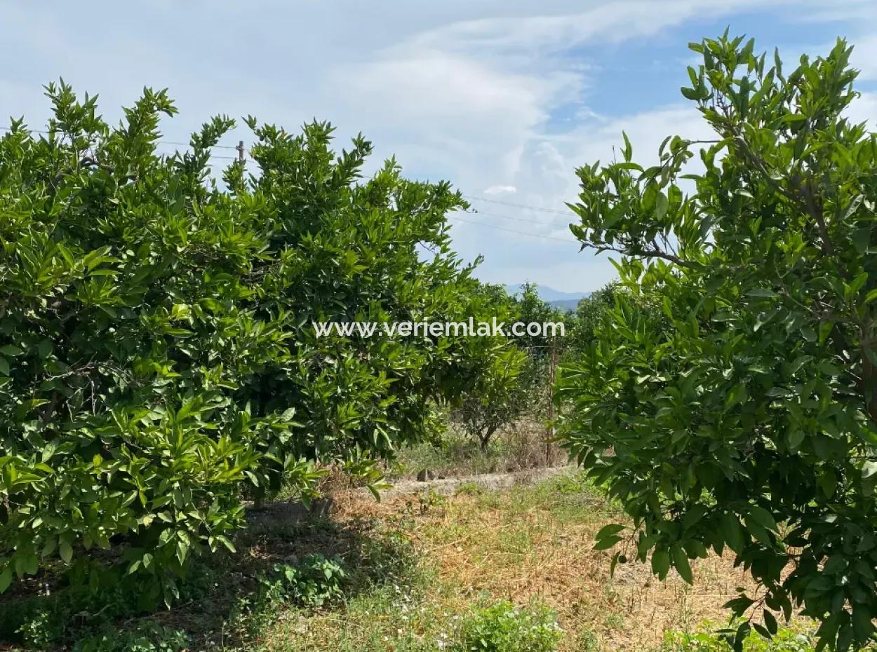 5291 M2, Tangerine Garden For Sale Suitable For Investment In Seferihisar Hidirlik Neighborhood