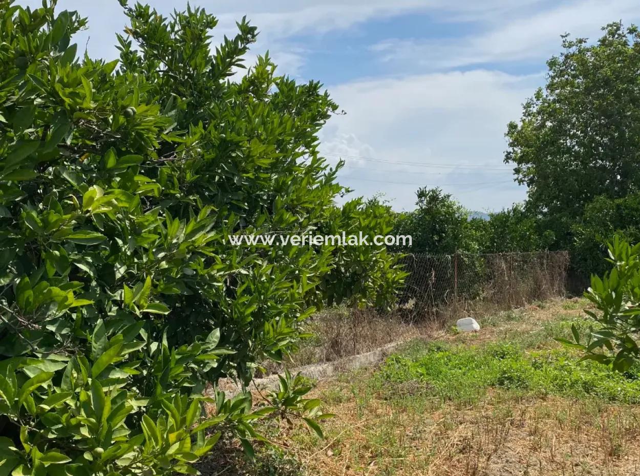 5291 M2, Tangerine Garden For Sale Suitable For Investment In Seferihisar Hidirlik Neighborhood