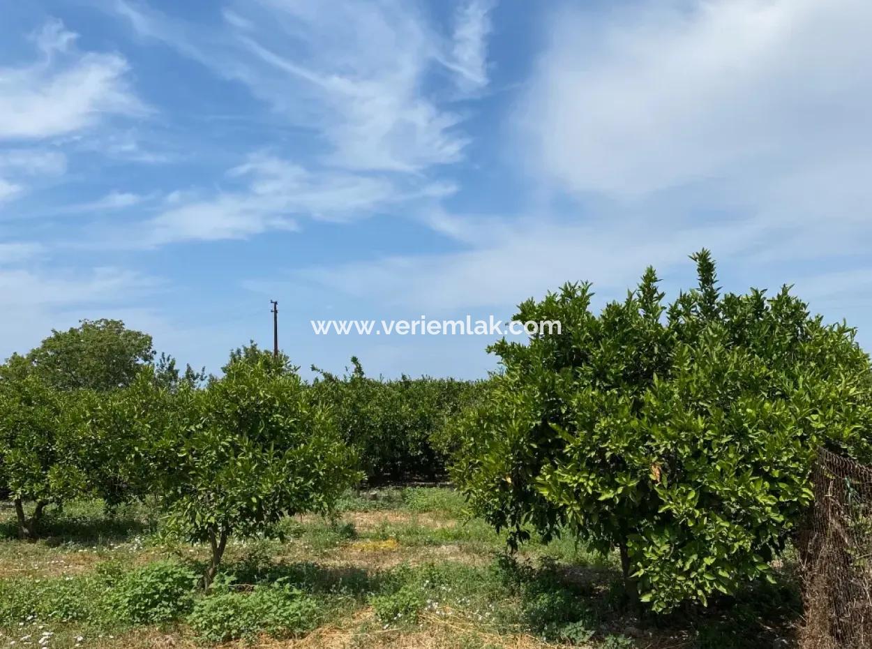 5291 M2, Tangerine Garden For Sale Suitable For Investment In Seferihisar Hidirlik Neighborhood