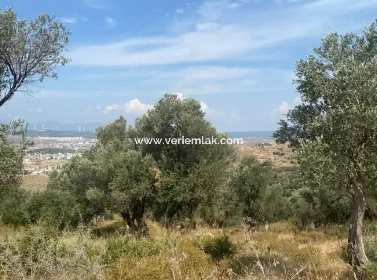 18.114 M2 Olive For Sale With Cadastral Road In Seferihisar