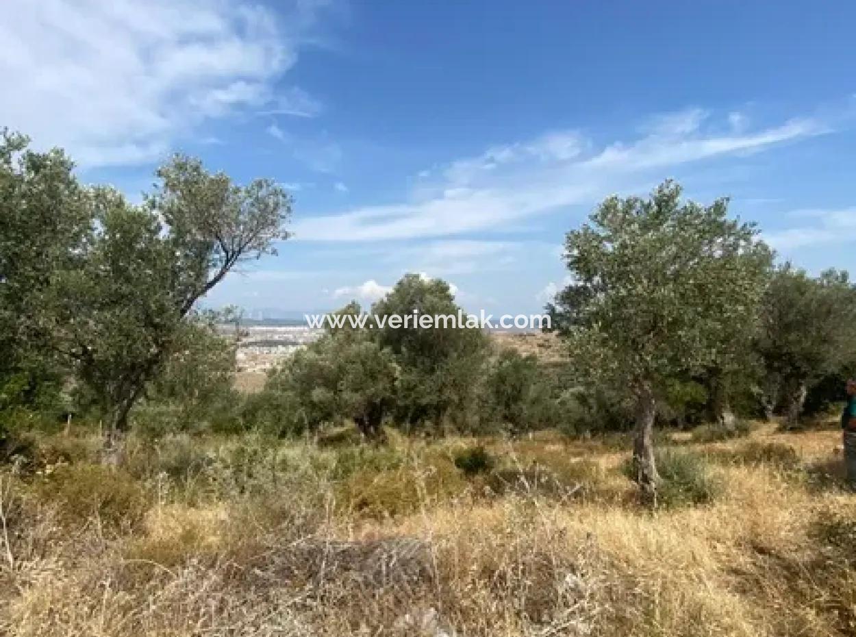 18.114 M2 Olive For Sale With Cadastral Road In Seferihisar