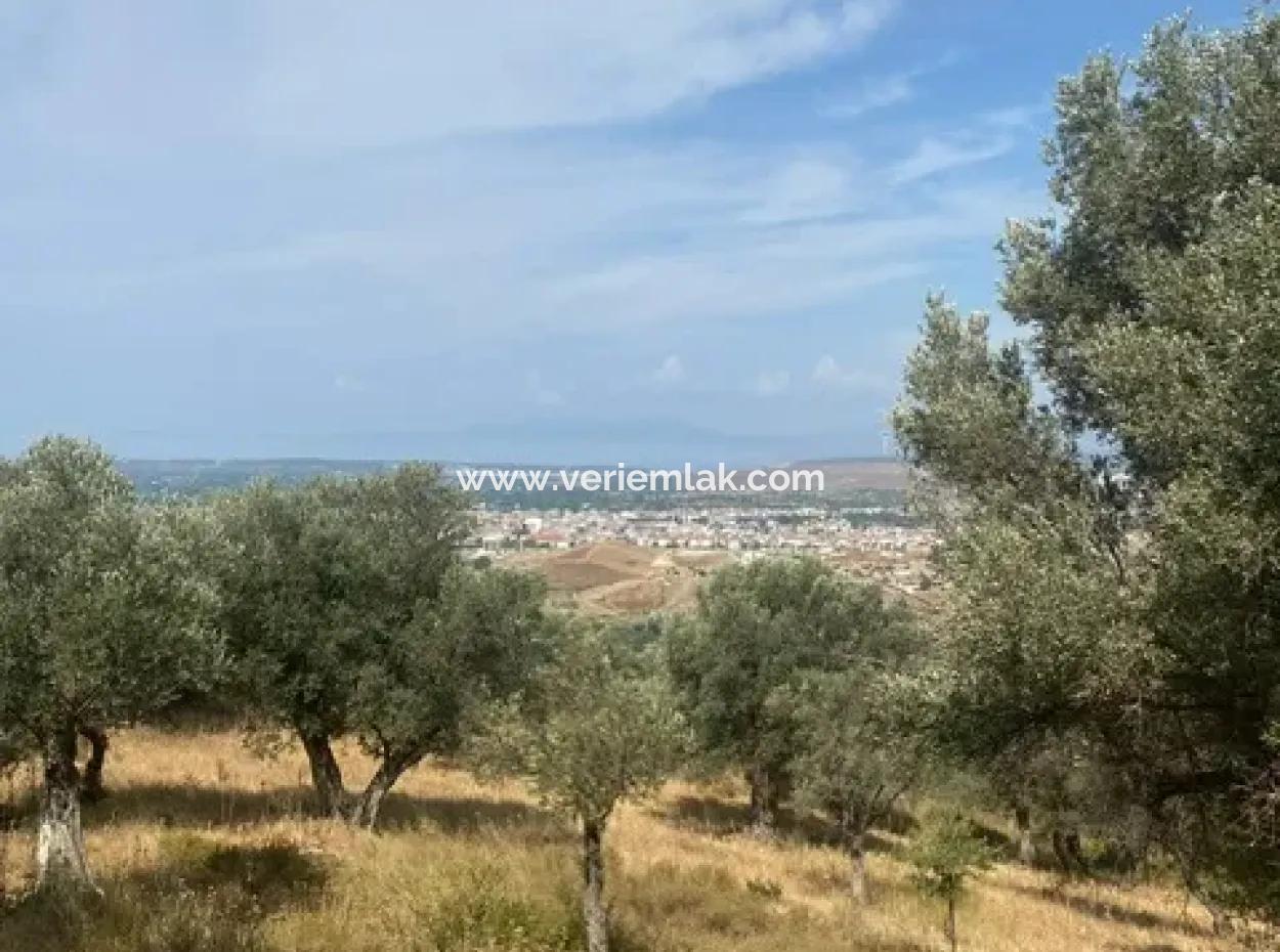 18.114 M2 Olive For Sale With Cadastral Road In Seferihisar