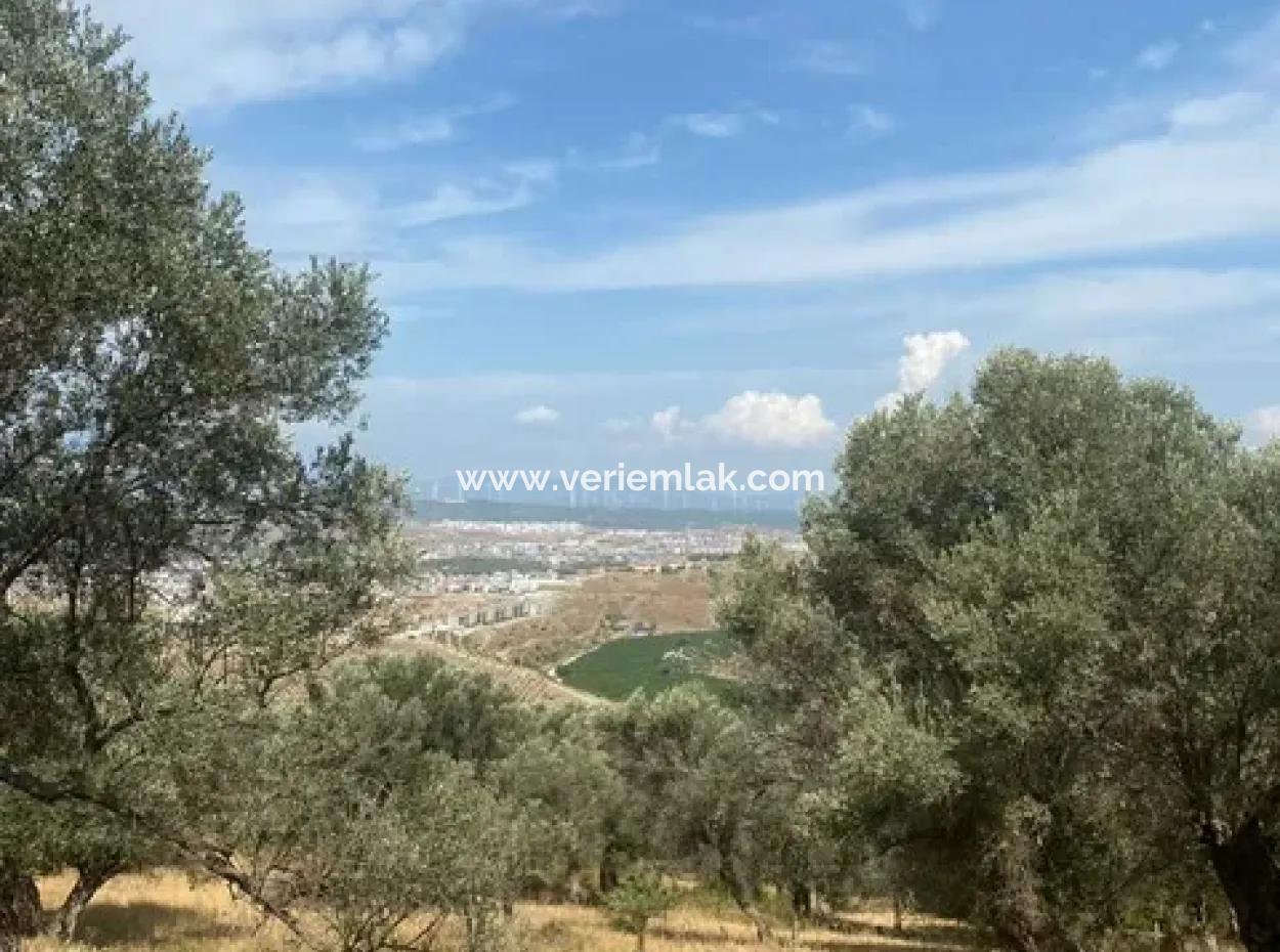 18.114 M2 Olive For Sale With Cadastral Road In Seferihisar