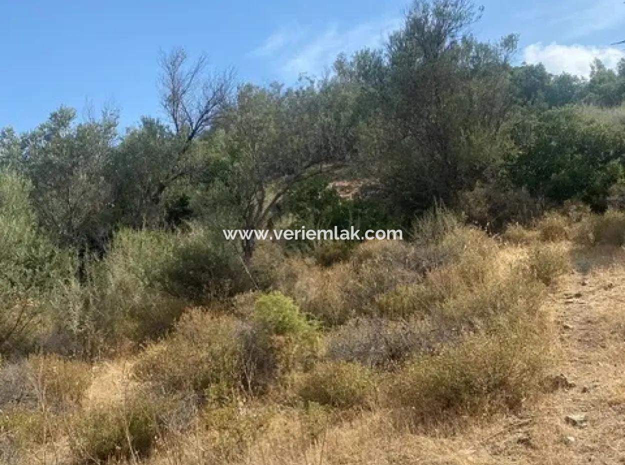 18.114 M2 Olive For Sale With Cadastral Road In Seferihisar