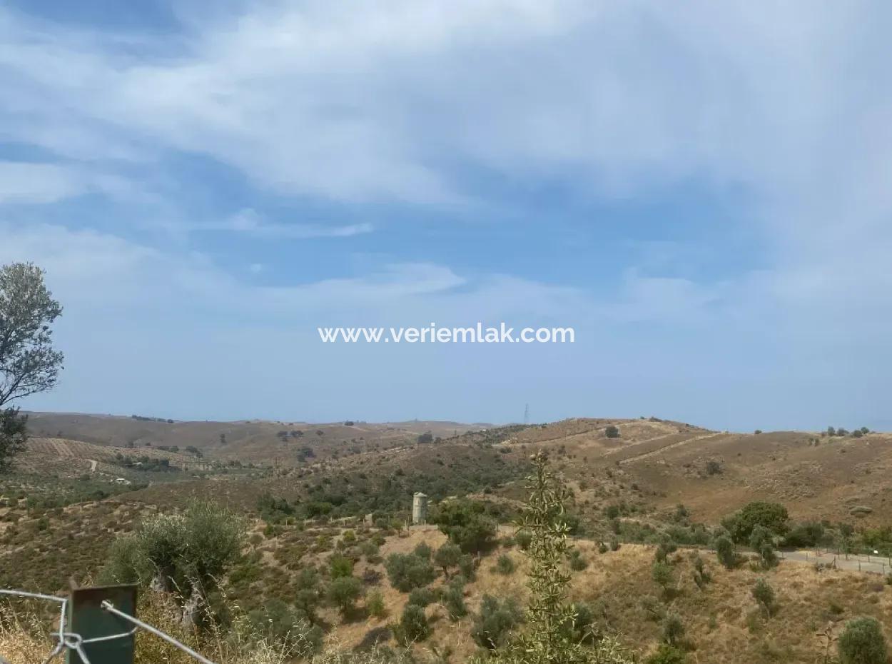 9050 M2 With Cadastral Road In Seferihisar, Intertwined With Nature, Olives For Sale