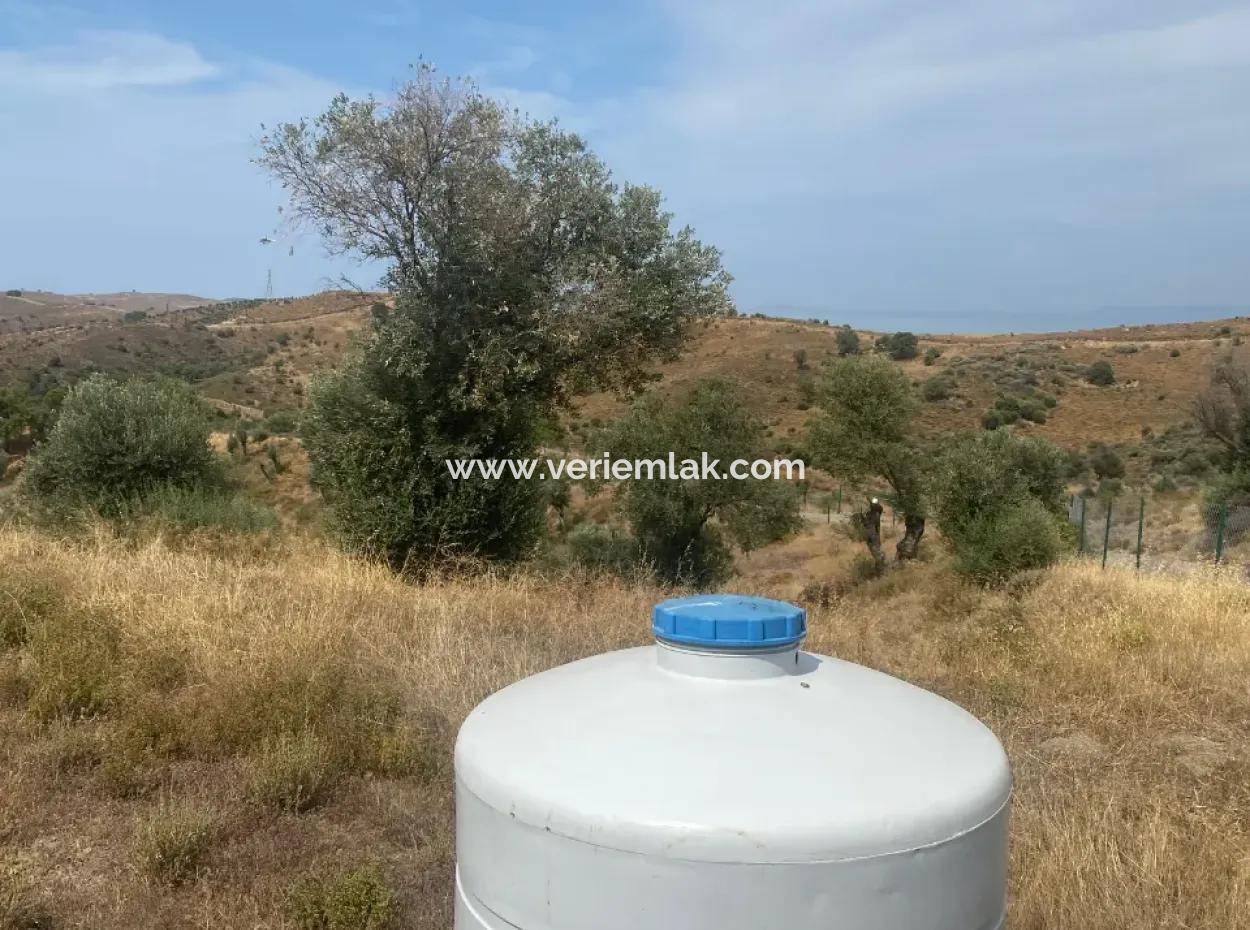 9050 M2 With Cadastral Road In Seferihisar, Intertwined With Nature, Olives For Sale