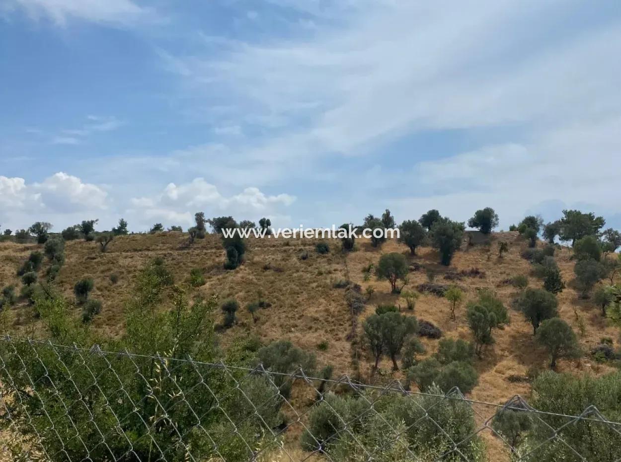 9050 M2 With Cadastral Road In Seferihisar, Intertwined With Nature, Olives For Sale