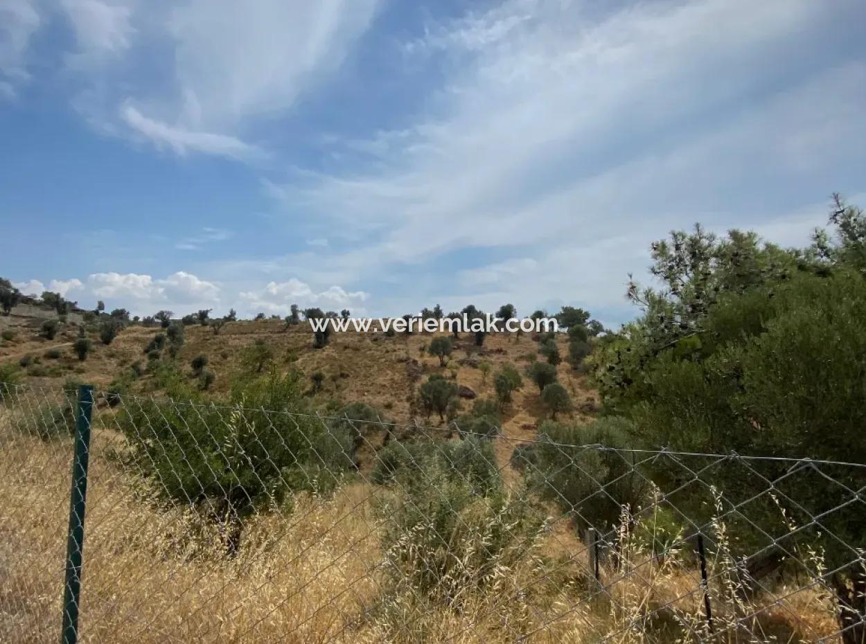 9050 M2 With Cadastral Road In Seferihisar, Intertwined With Nature, Olives For Sale