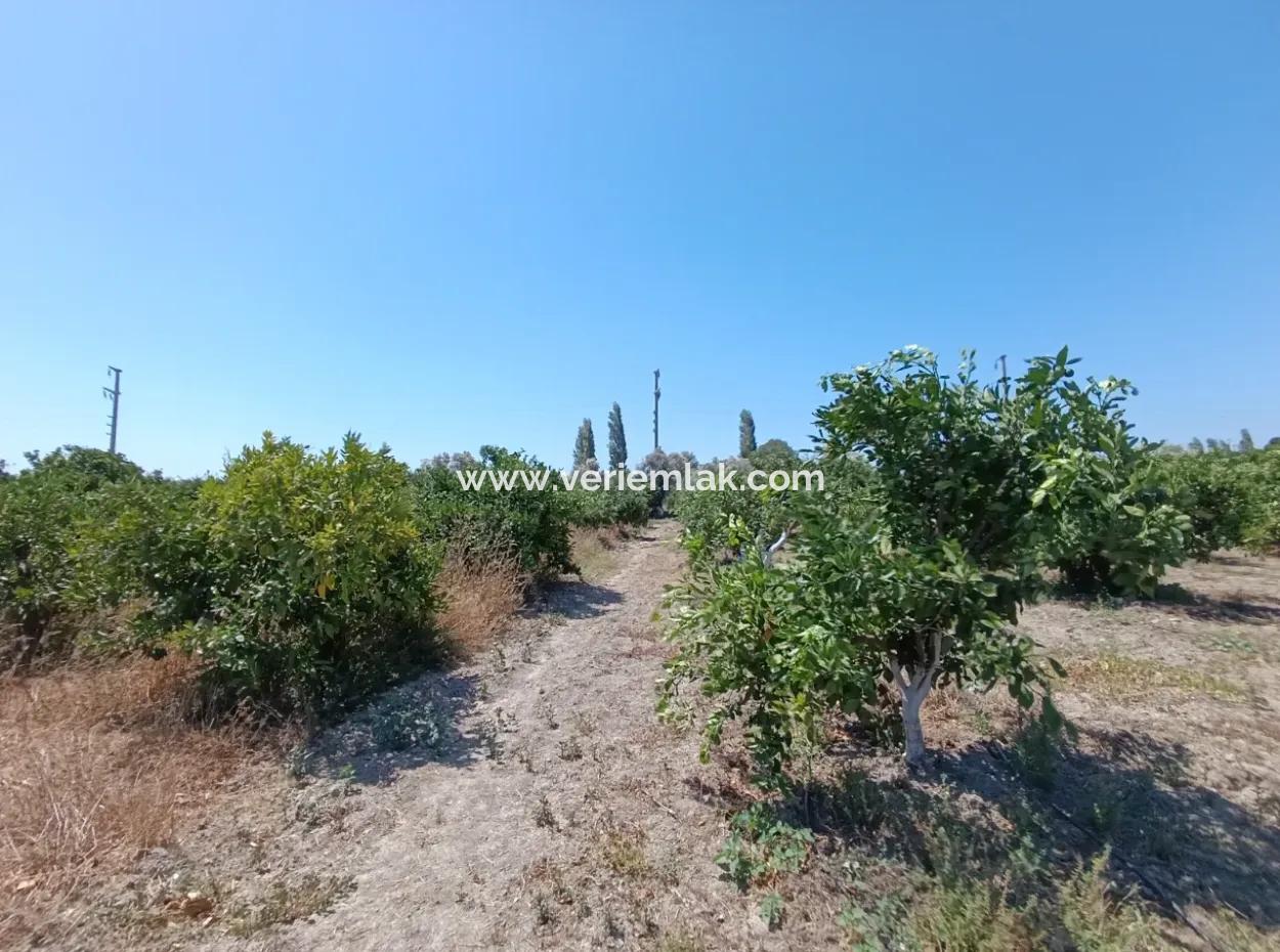 Tangerine Garden In Akarca: A Unique Investment Opportunity!