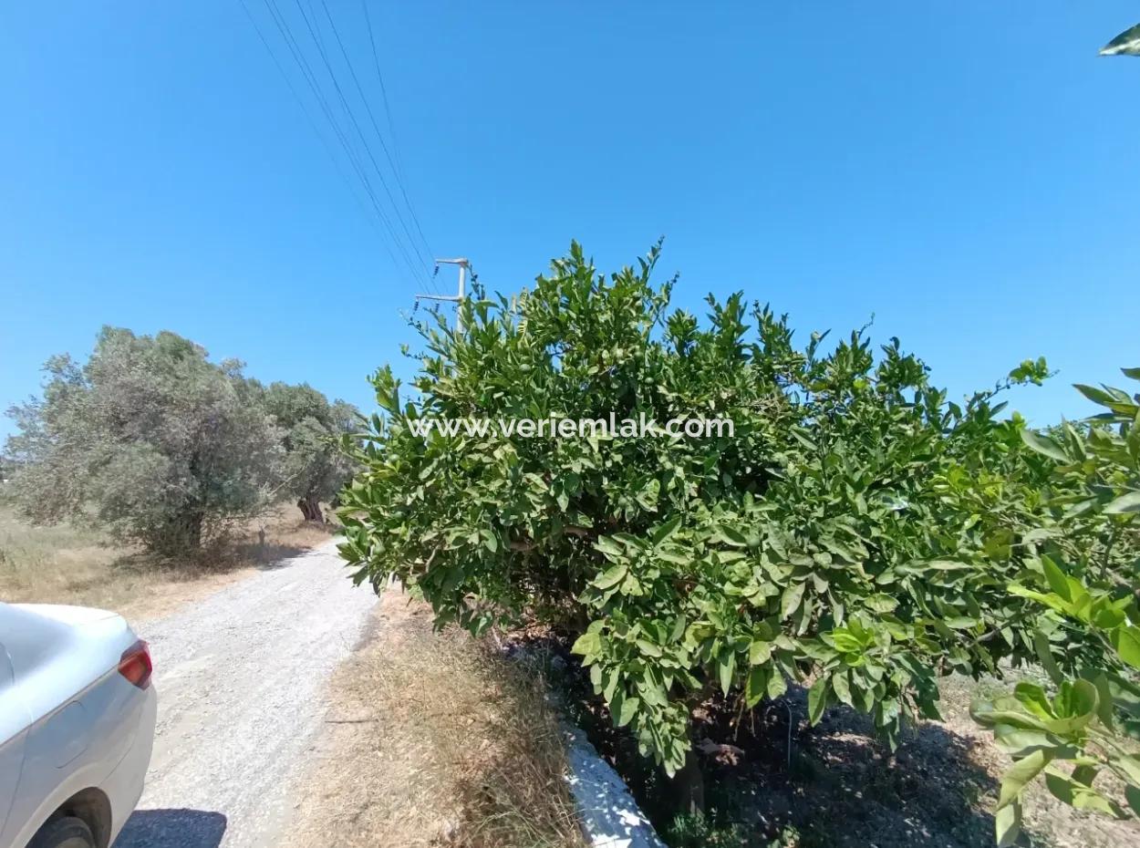 Tangerine Garden In Akarca: A Unique Investment Opportunity!