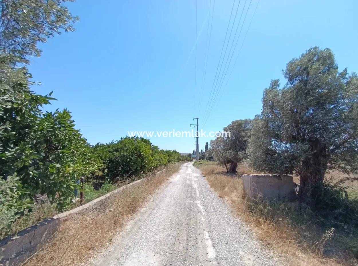 Tangerine Garden In Akarca: A Unique Investment Opportunity!