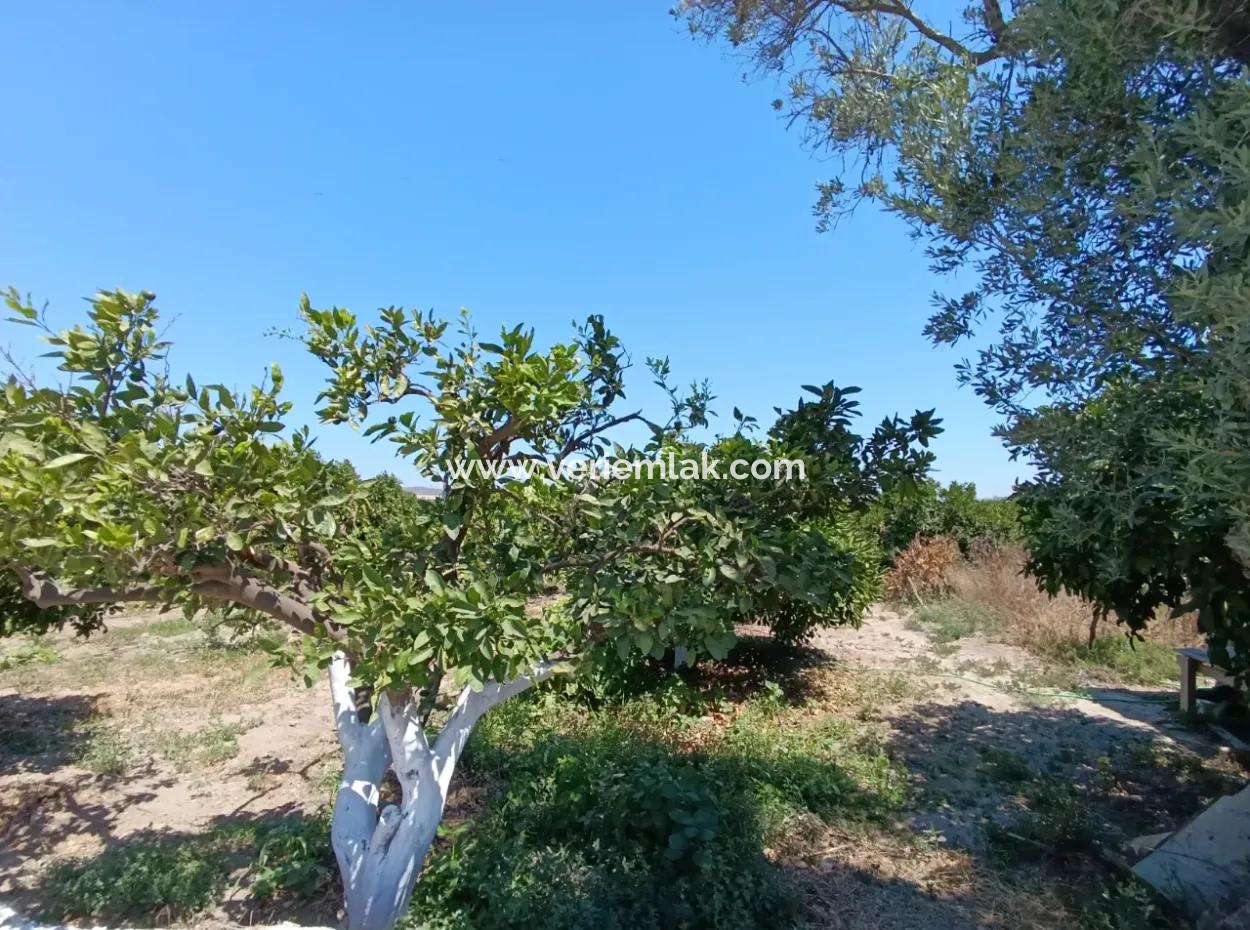 Tangerine Garden In Akarca: A Unique Investment Opportunity!
