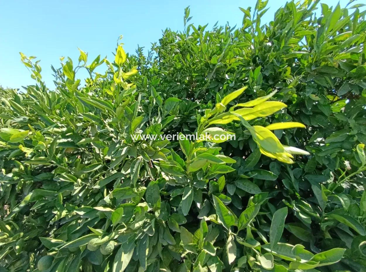 Tangerine Garden In Akarca: A Unique Investment Opportunity!