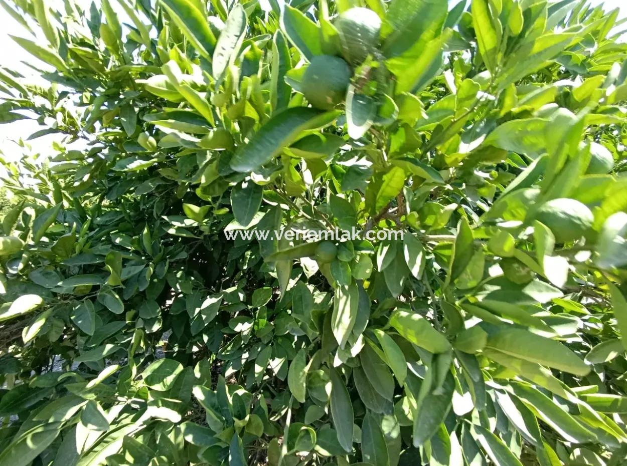 Tangerine Garden In Akarca: A Unique Investment Opportunity!