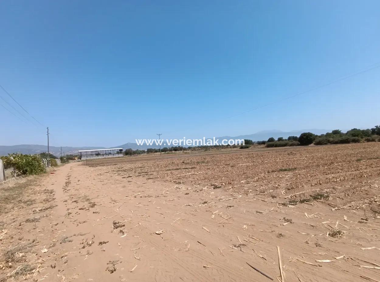 Large Plot Of Land Suitable For Farm Construction In Tire Peşrefli - Investment Opportunity!