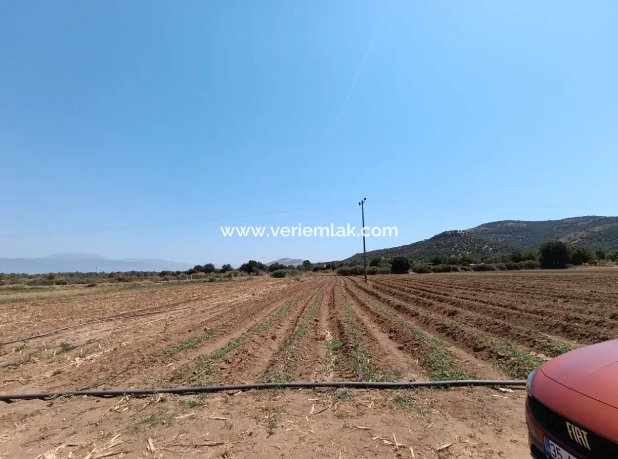 Large Plot Of Land Suitable For Farm Construction In Tire Peşrefli - Investment Opportunity!