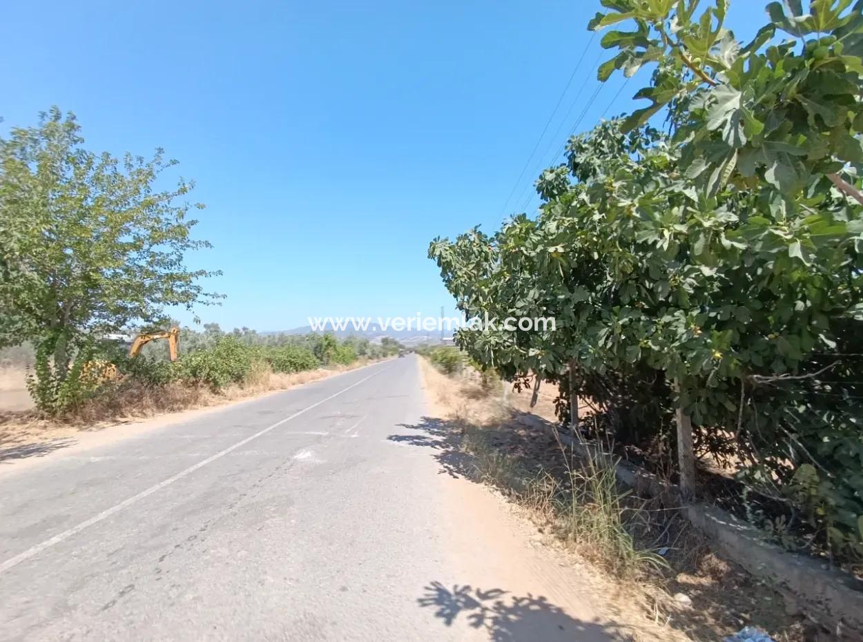 Large Plot Of Land Suitable For Farm Construction In Tire Peşrefli - Investment Opportunity!