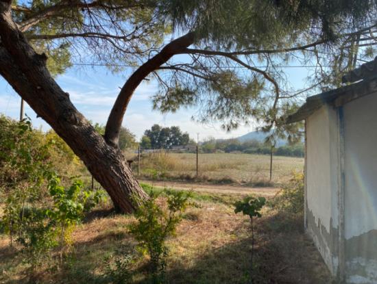 12.200 M2 Field For Sale Suitable For Agriculture In Seferihisar Düzce Neighborhood