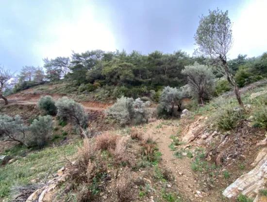 2000 M² Olive Grove In Seferihisar Beyler – 200 Meters From The Village Center!