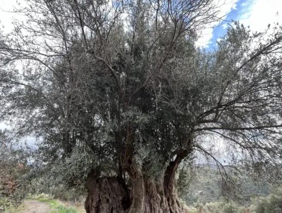 Seferihisar Ulamış Neighborhood – Olive Grove For Sale Close To The Dam, Wide Road Front, Valley View
