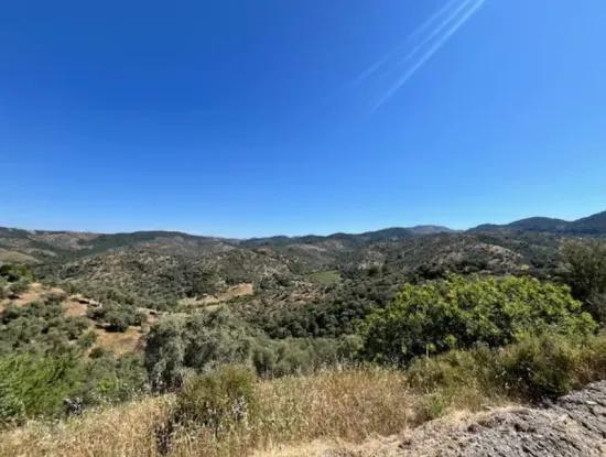 Olive Grove For Sale On Seferihisar Beyler Village Road