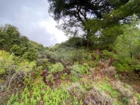 2000 M² Olive Grove In Seferihisar Beyler – 200 Meters From The Village Center!