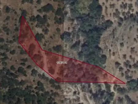Olive Grove For Sale In Seferihisar Gödence, Close To The Main Road, For Investment