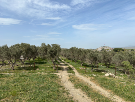8574 M2 Field For Sale With Sea View In Seferihisar Hidirlik Neighborhood