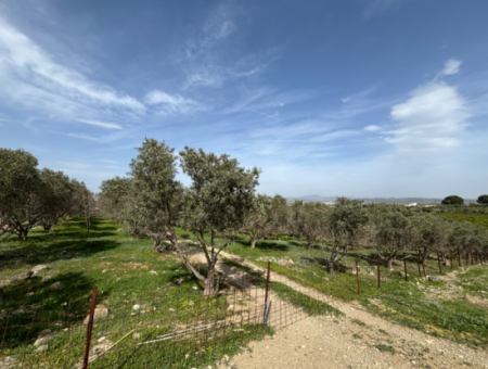 8574 M2 Field For Sale With Sea View In Seferihisar Hidirlik Neighborhood