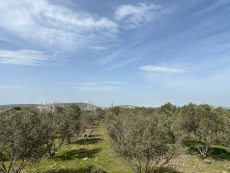 8574 M2 Field For Sale With Sea View In Seferihisar Hidirlik Neighborhood