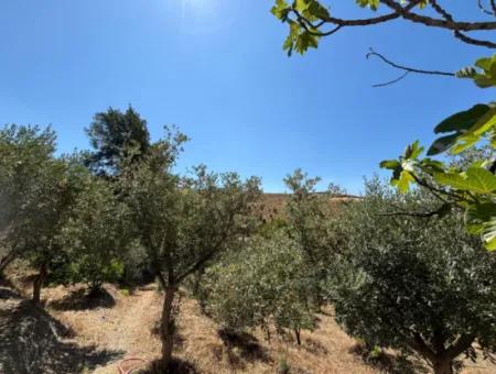 Investment Villa Zoned Land In Seferihisar Bahçeköy Region!