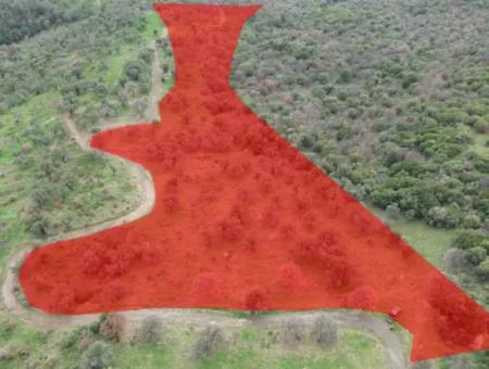 Seferihisar Ulamış Neighborhood – Olive Grove For Sale Close To The Dam, Wide Road Front, Valley View