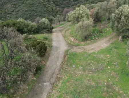 Seferihisar Ulamış Neighborhood – Olive Grove For Sale Close To The Dam, Wide Road Front, Valley View