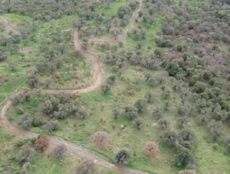 Seferihisar Ulamış Neighborhood – Olive Grove For Sale Close To The Dam, Wide Road Front, Valley View