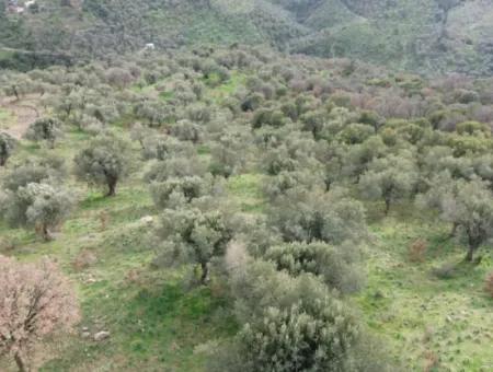 Seferihisar Ulamış Neighborhood – Olive Grove For Sale Close To The Dam, Wide Road Front, Valley View