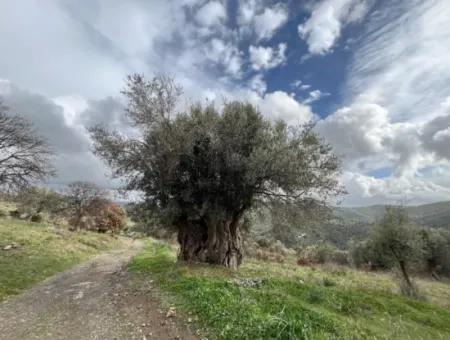 Seferihisar Ulamış Neighborhood – Olive Grove For Sale Close To The Dam, Wide Road Front, Valley View