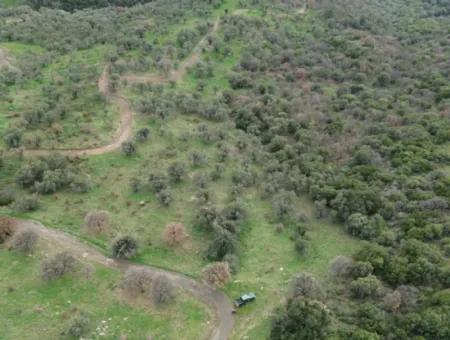 Seferihisar Ulamış Neighborhood – Olive Grove For Sale Close To The Dam, Wide Road Front, Valley View