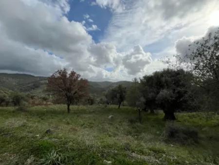 Seferihisar Ulamış Neighborhood – Olive Grove For Sale Close To The Dam, Wide Road Front, Valley View