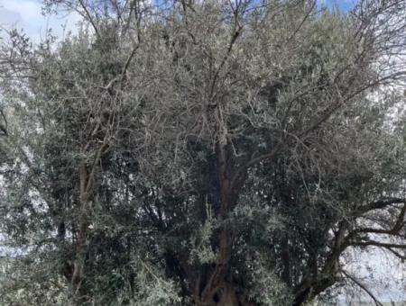 Seferihisar Ulamış Neighborhood – Olive Grove For Sale Close To The Dam, Wide Road Front, Valley View