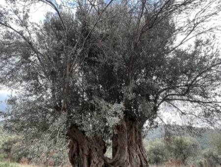 Seferihisar Ulamış Neighborhood – Olive Grove For Sale Close To The Dam, Wide Road Front, Valley View