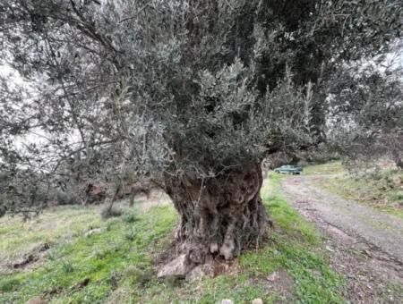 Seferihisar Ulamış Neighborhood – Olive Grove For Sale Close To The Dam, Wide Road Front, Valley View