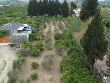 3 Separate Title Deeds In Sığacık From Veri Naranciye Garden For Sale!