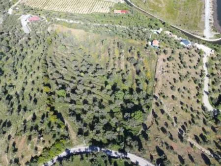 Olives For Sale In Seferihisar Ulamış | Valley And Lake View