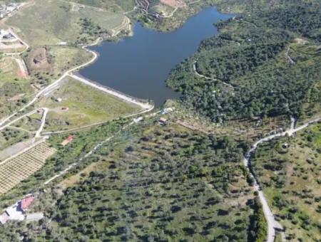 Olives For Sale In Seferihisar Ulamış | Valley And Lake View