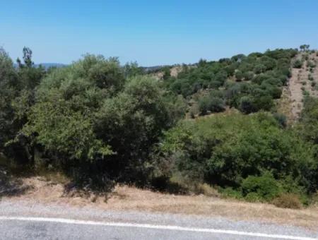 11.800 M² Land For Sale With Main Road Frontage On Seferihisar State Hospital | Unique Opportunity For Investment