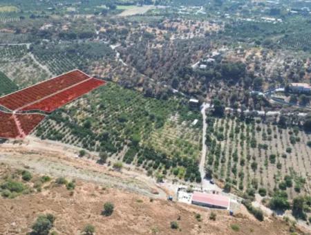 12.901 M² Tangerine Garden In Seferihisar Sığacık Taşdibi Area